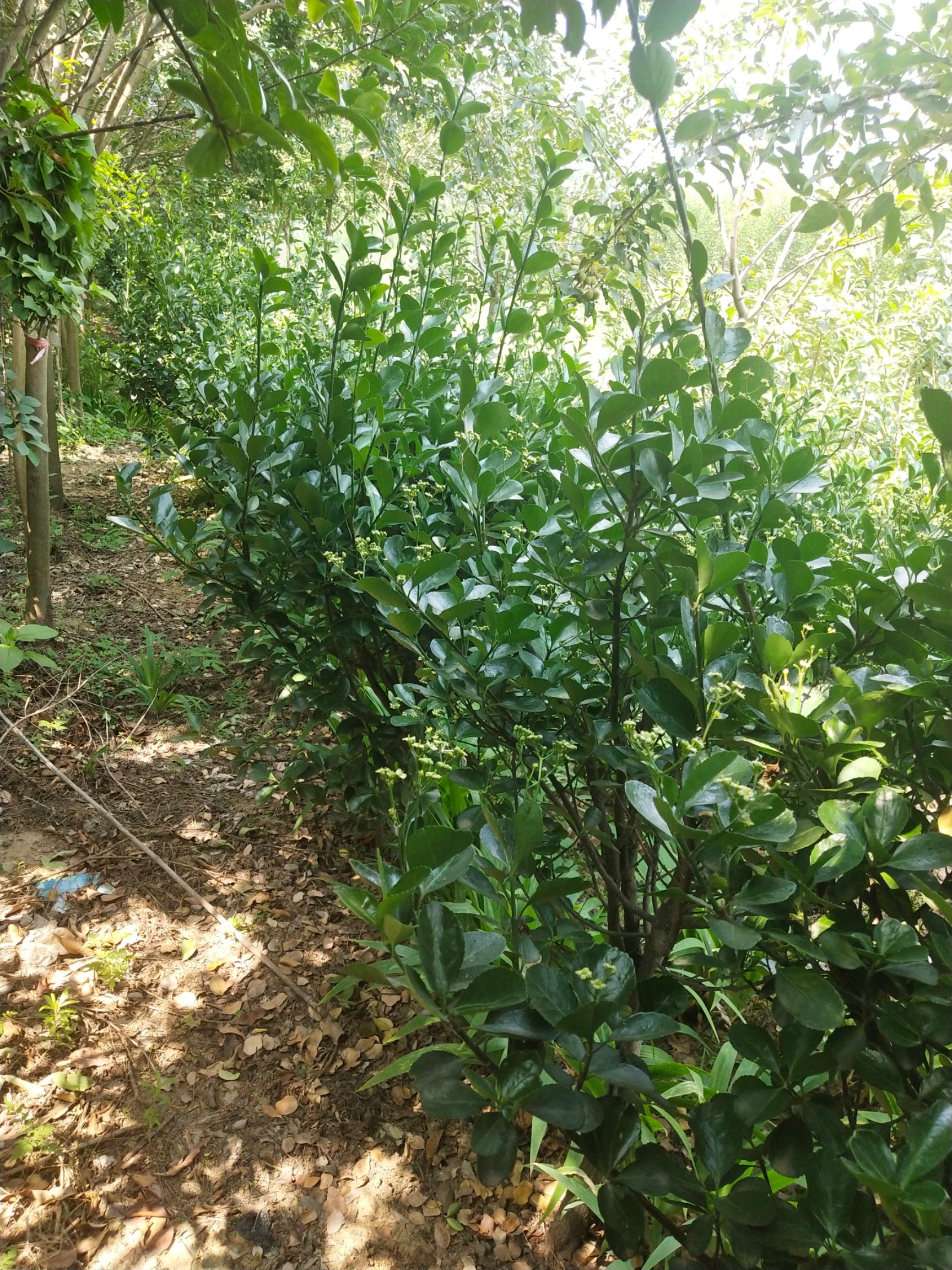 独杆冬青黄杨冬青树