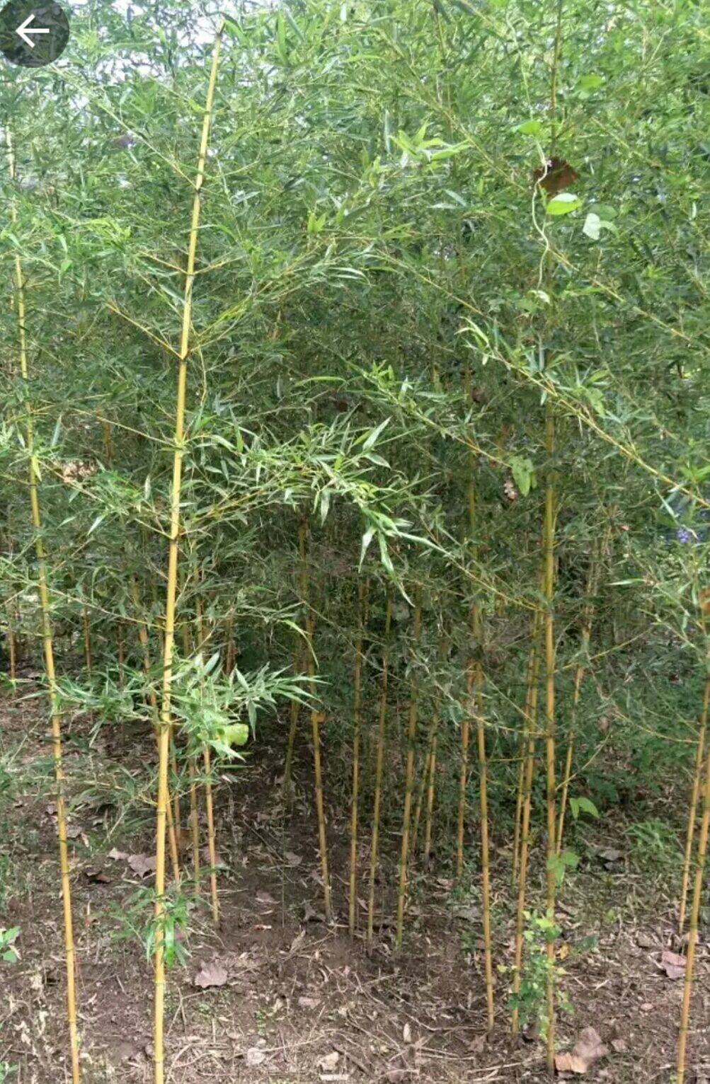 金竹