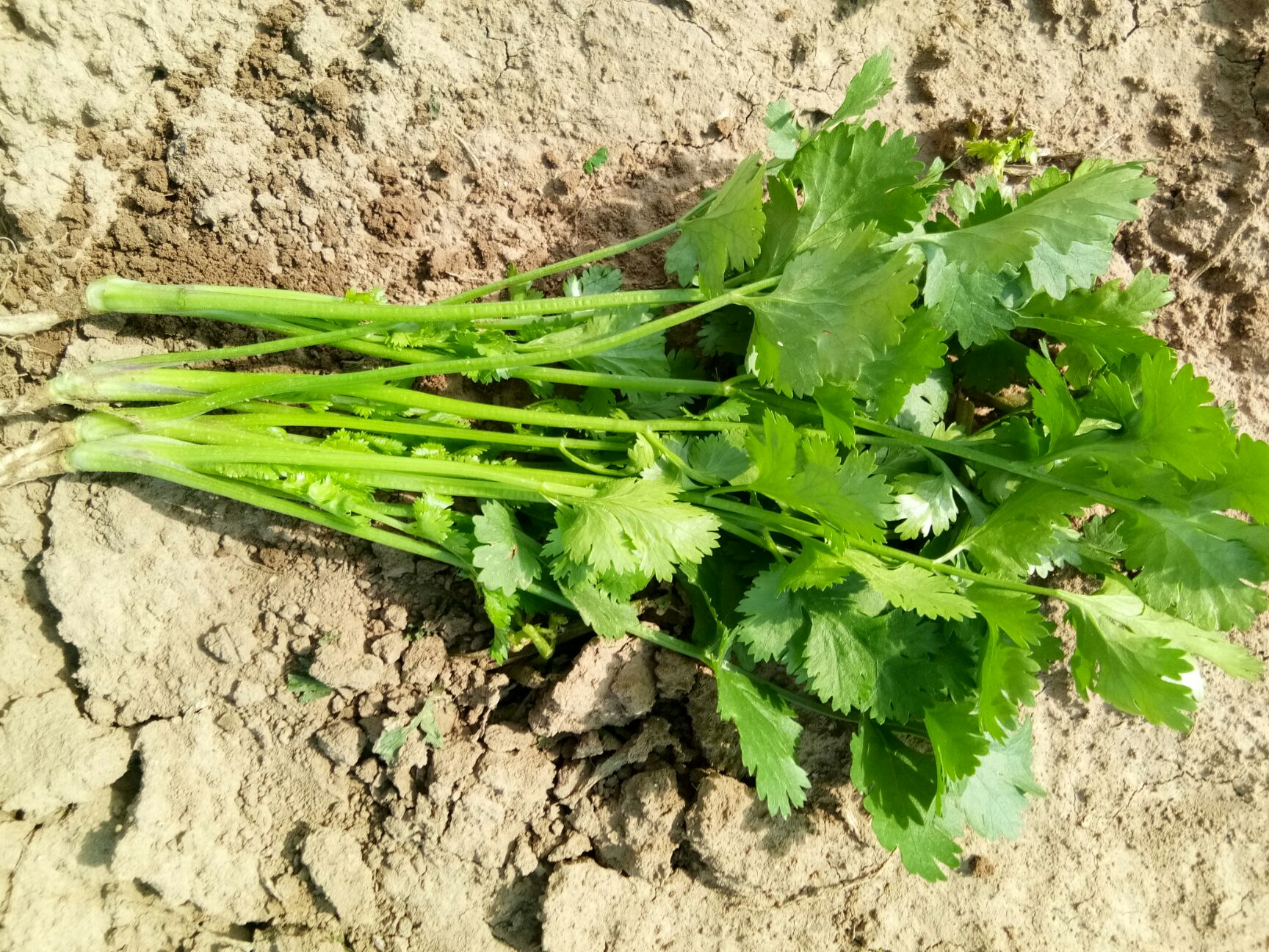 本地香菜大量上市了,需要的货主联系