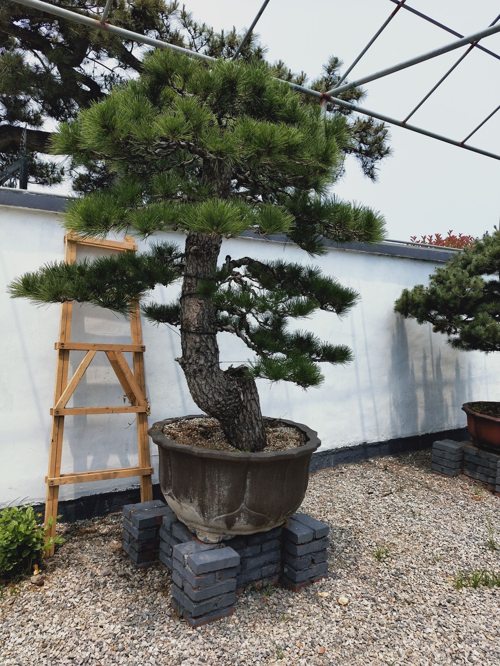 造型松 黑松造型盆景