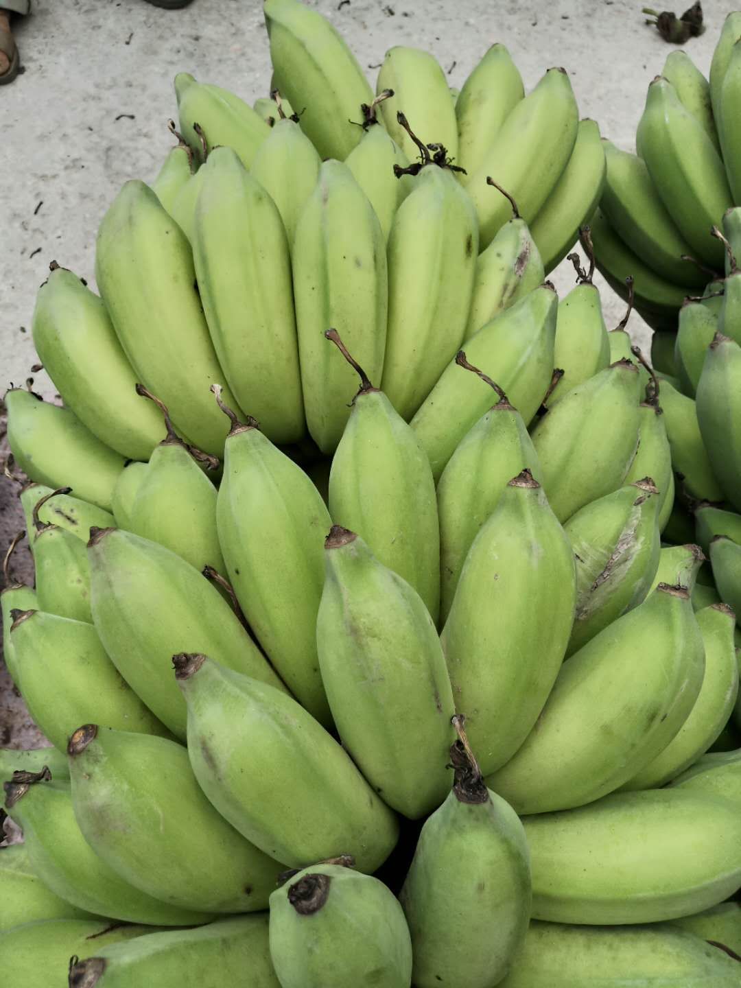 西贡蕉哪里有卖 - 西贡蕉货源 -西贡蕉图片\/价格