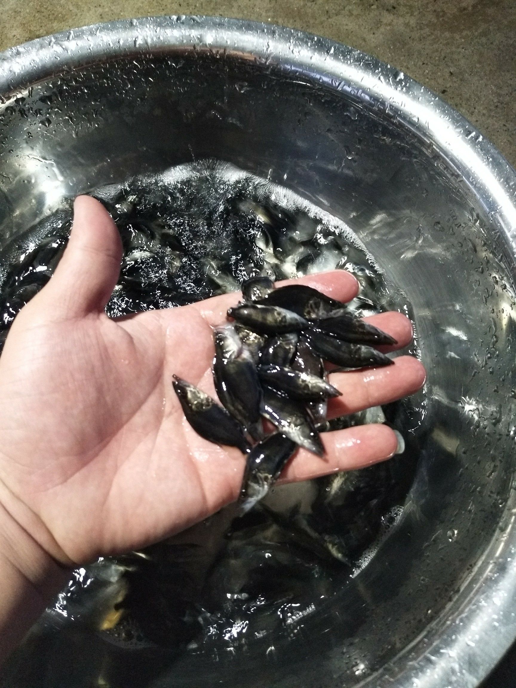桂花鱼苗 鳜鱼苗