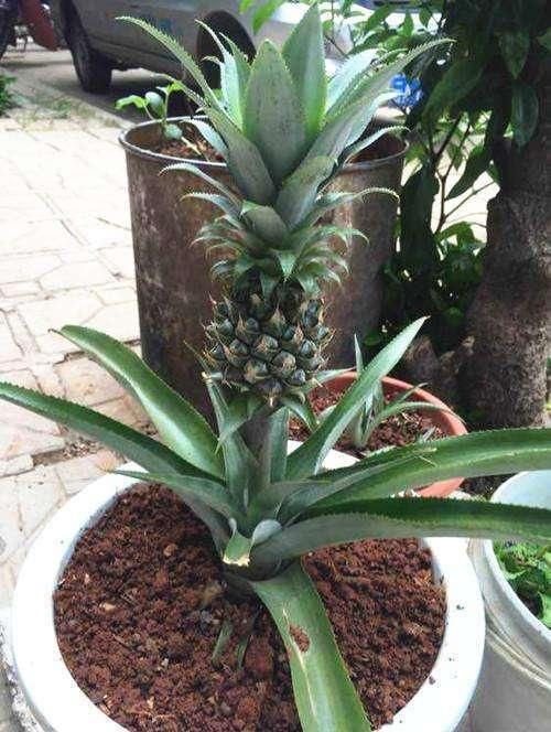 香水菠萝苗 可盆栽可地栽可枞生,百分之百成活,百分之百结果.