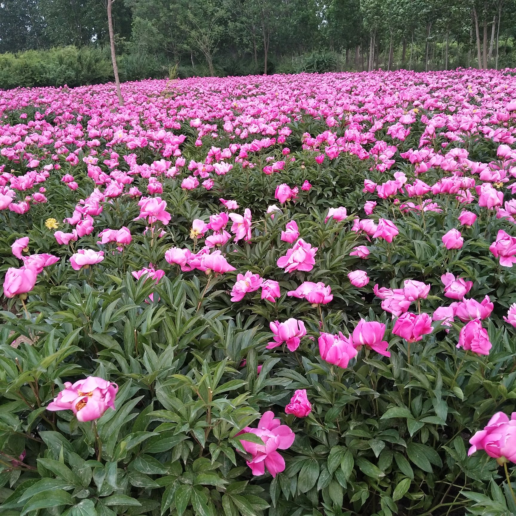 芍药花 白芍苗 芍药根块 芍药芽 产地直销,量大从优