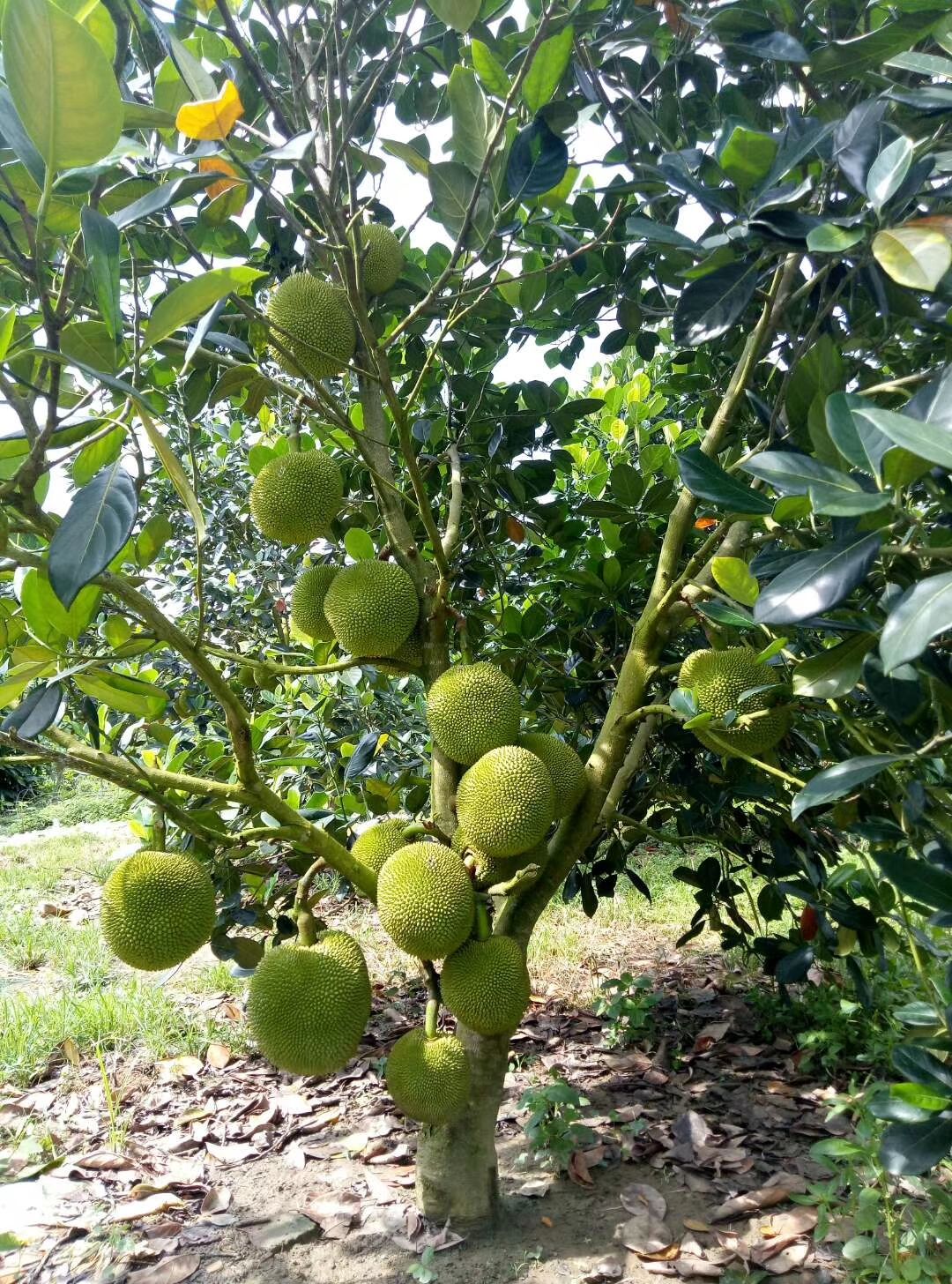 [马来西亚一号菠萝蜜苗批发]马来西亚一号菠萝蜜苗 1