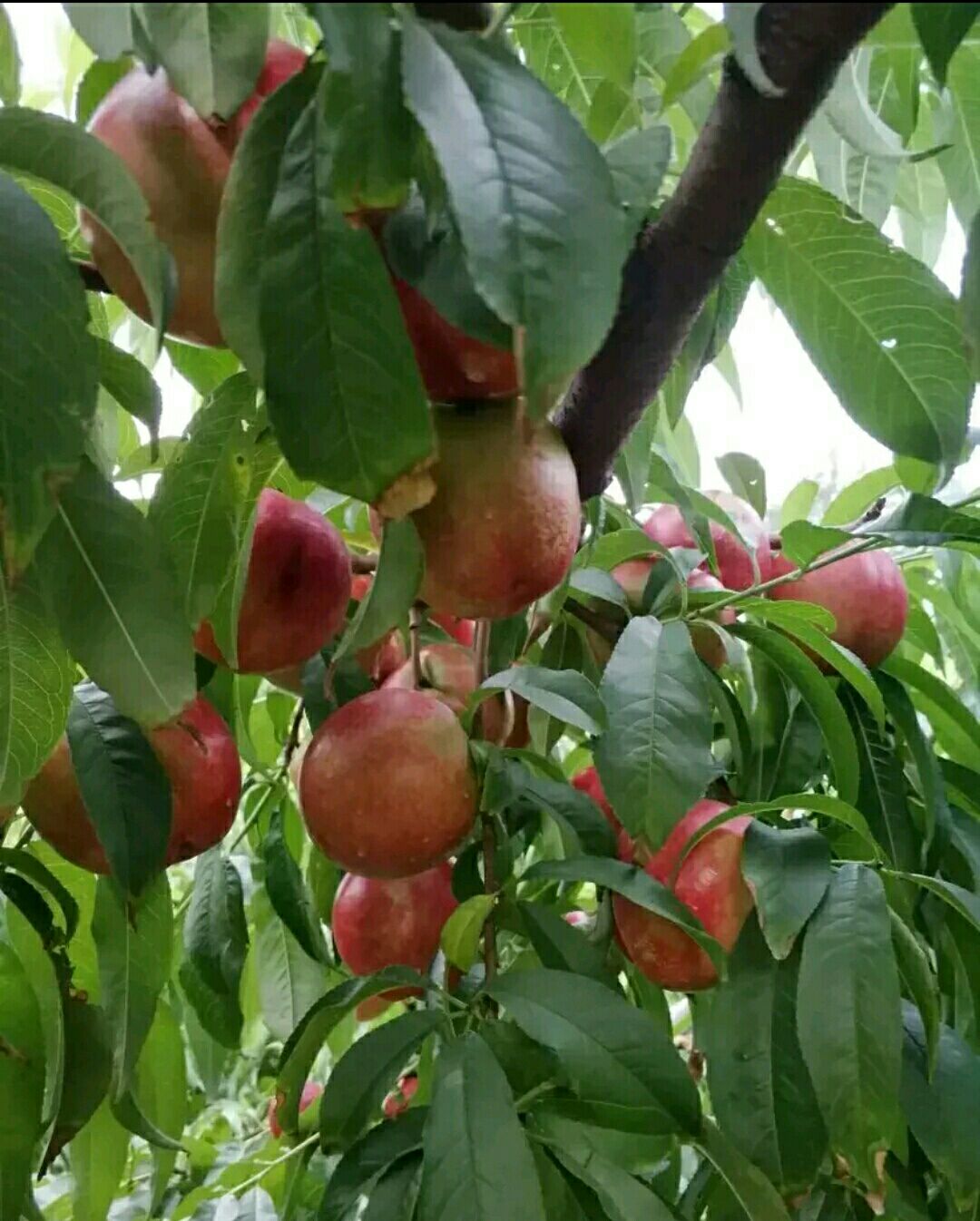 中油13号油桃