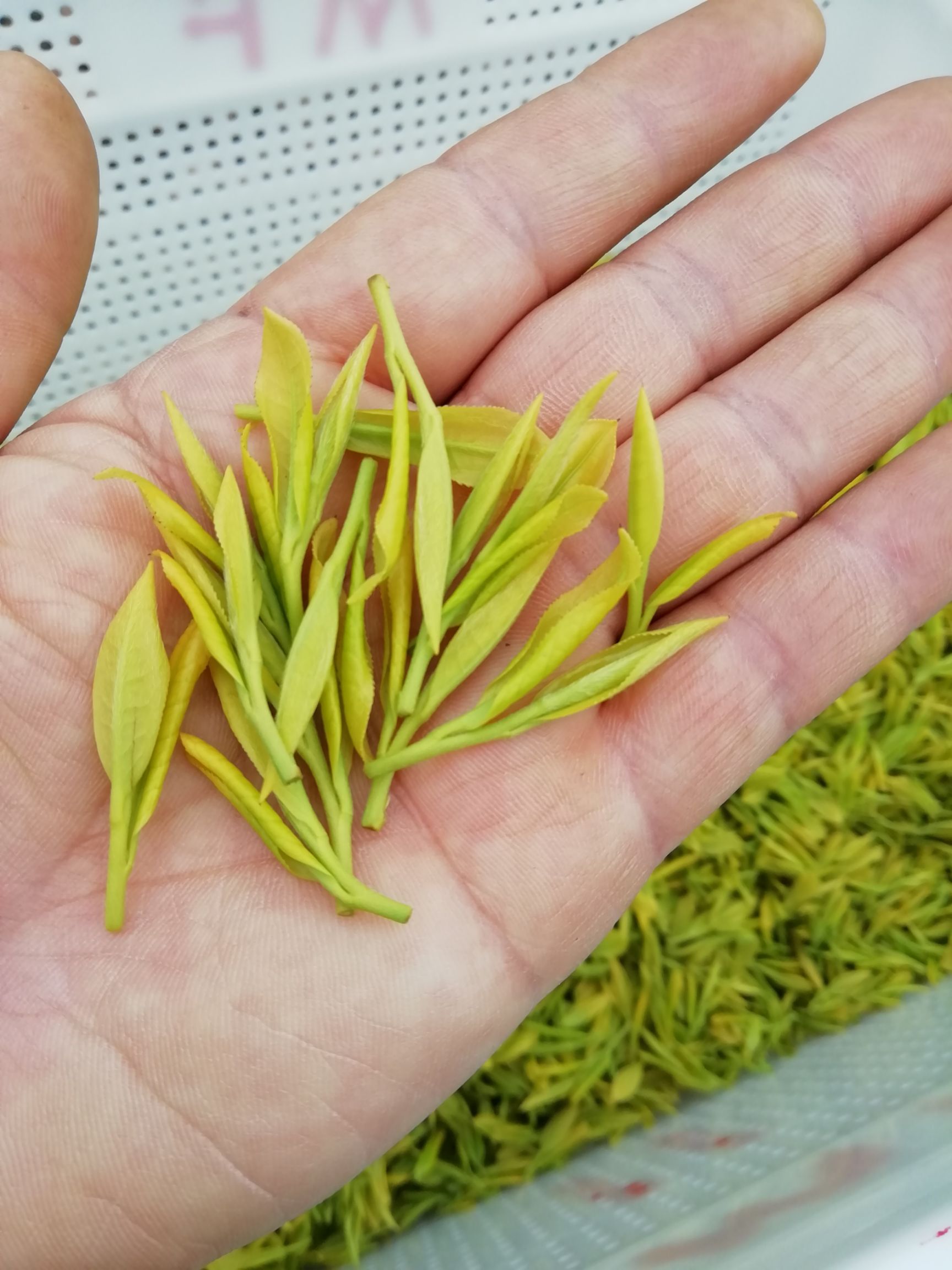 黄金茶 原产地茶农自产自销,人工纯有机肥,无农药化肥管理,质优价廉!