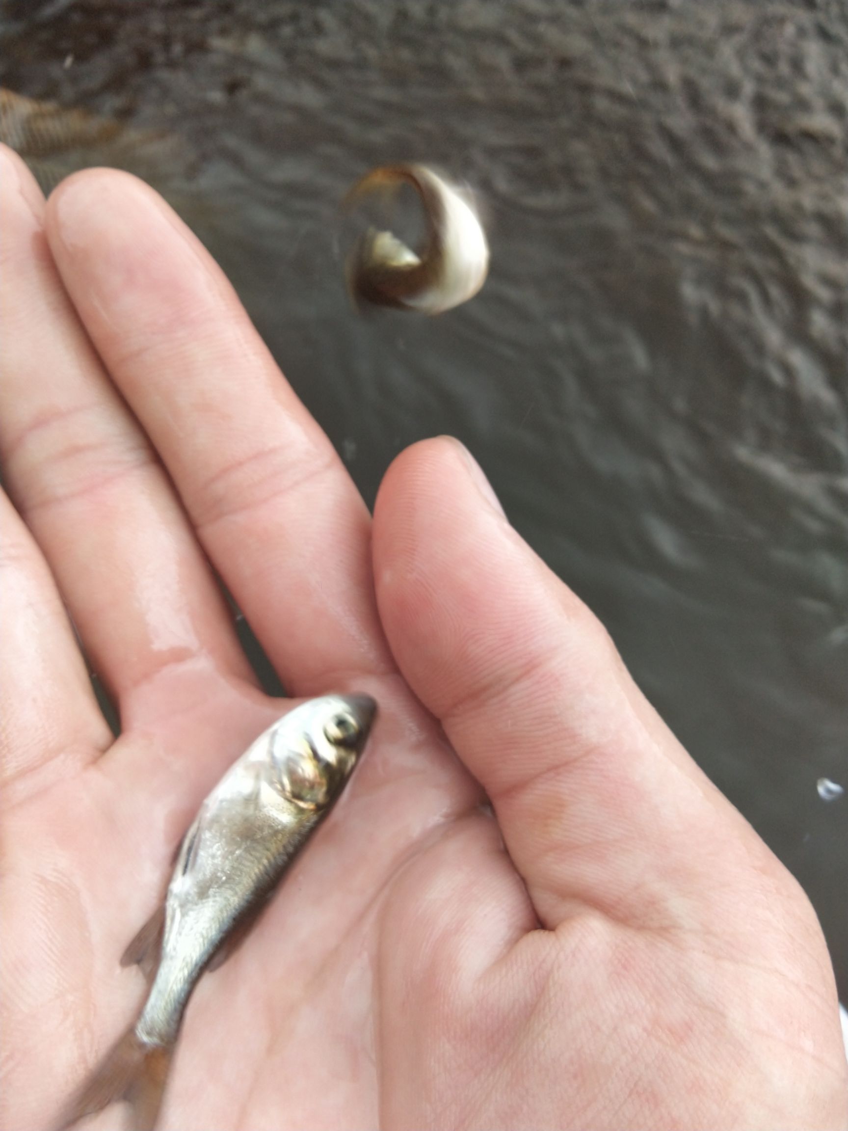 花鲢苗 大头鱼苗 缩骨大头 花鲢水花