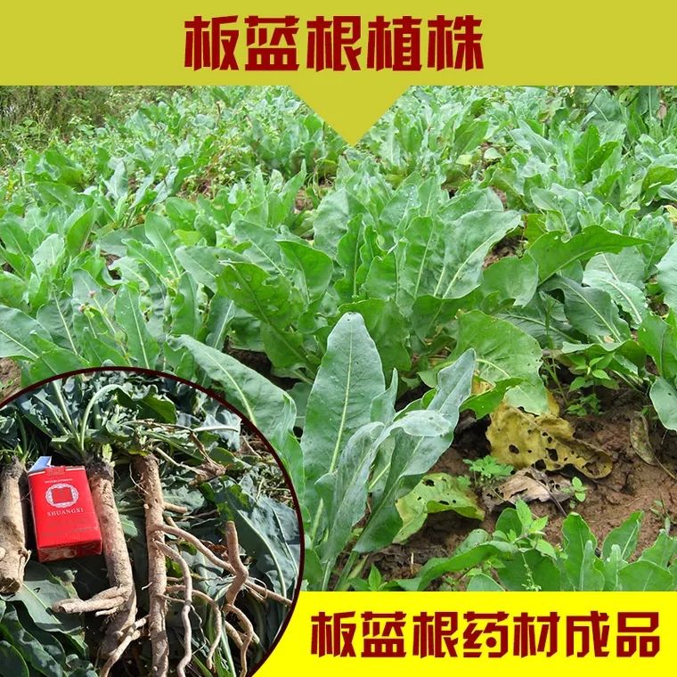 板蓝根种子