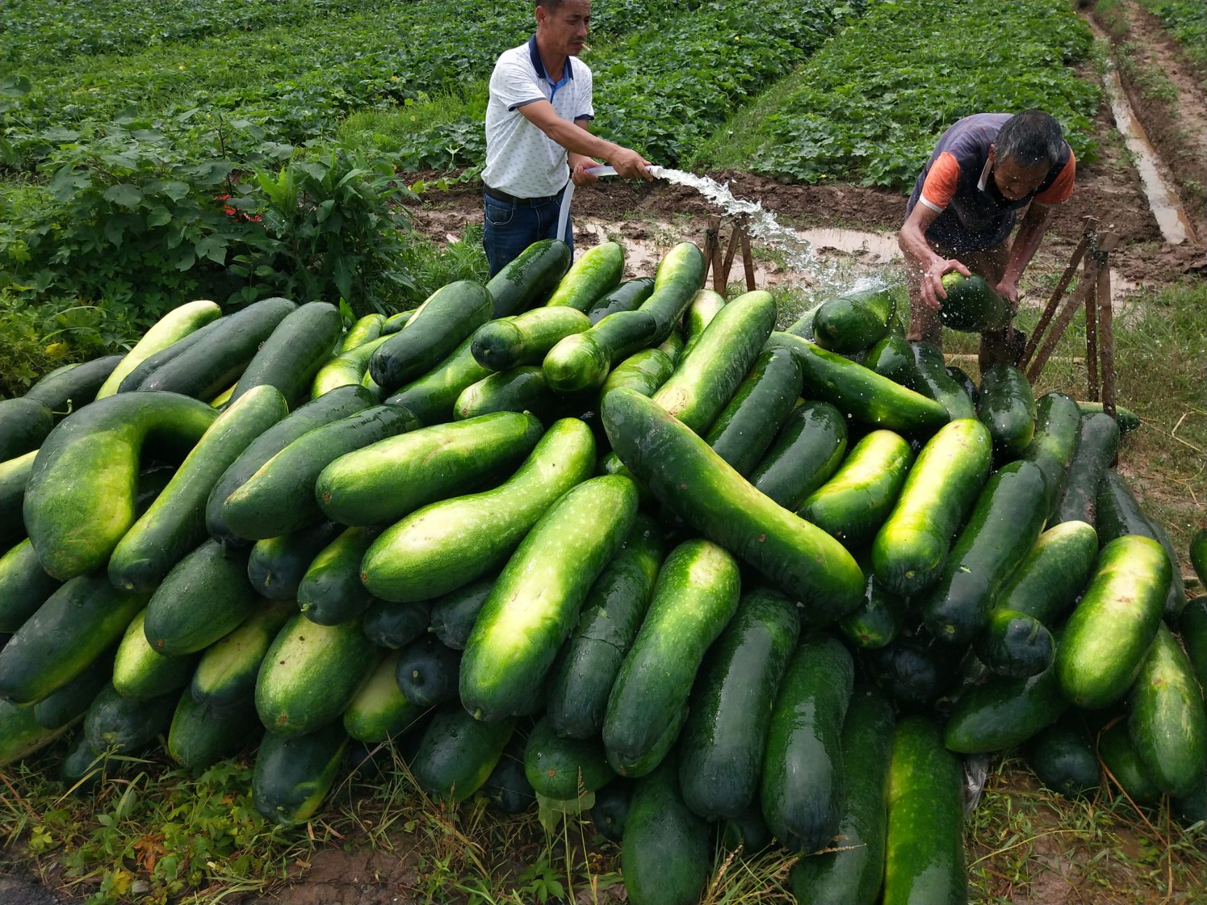 蔬菜 南瓜  商品属性 品种名:蜜本南瓜 单个重:6~10斤 形状:长条形