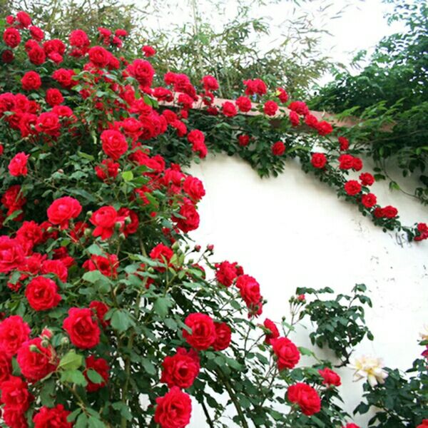 【蔷薇花苗藤本月季爬墙玫瑰大花浓香庭院爬藤植物阳台盆栽欧月