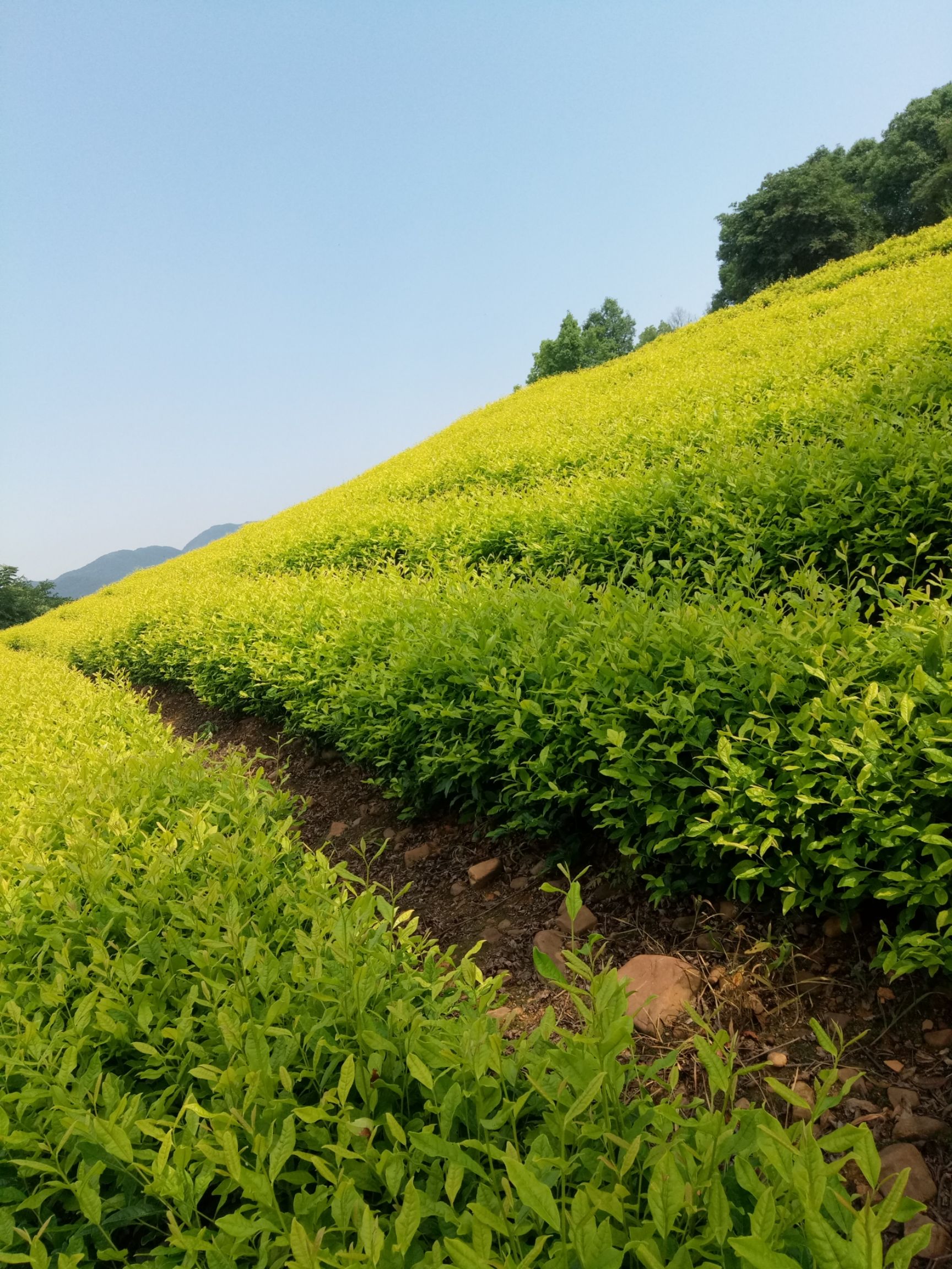 黄金茶 原产地茶农自产自销,人工纯有机肥,无农药化肥管理,质优价廉!