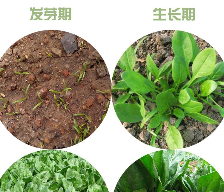 供应大厅  种子种苗  菠菜种子