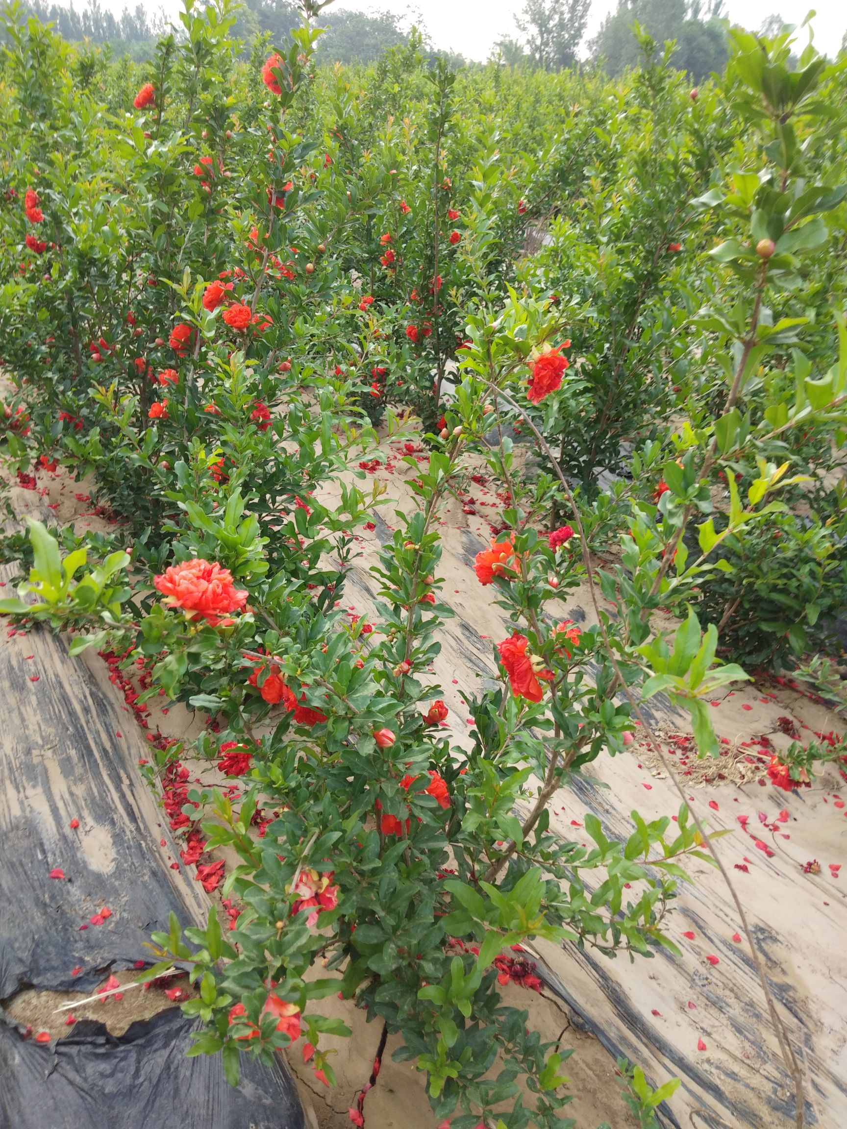 花石榴 