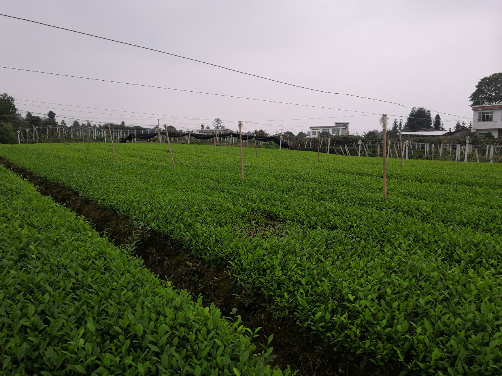 蒙顶山茶,绿茶.名选,福鼎