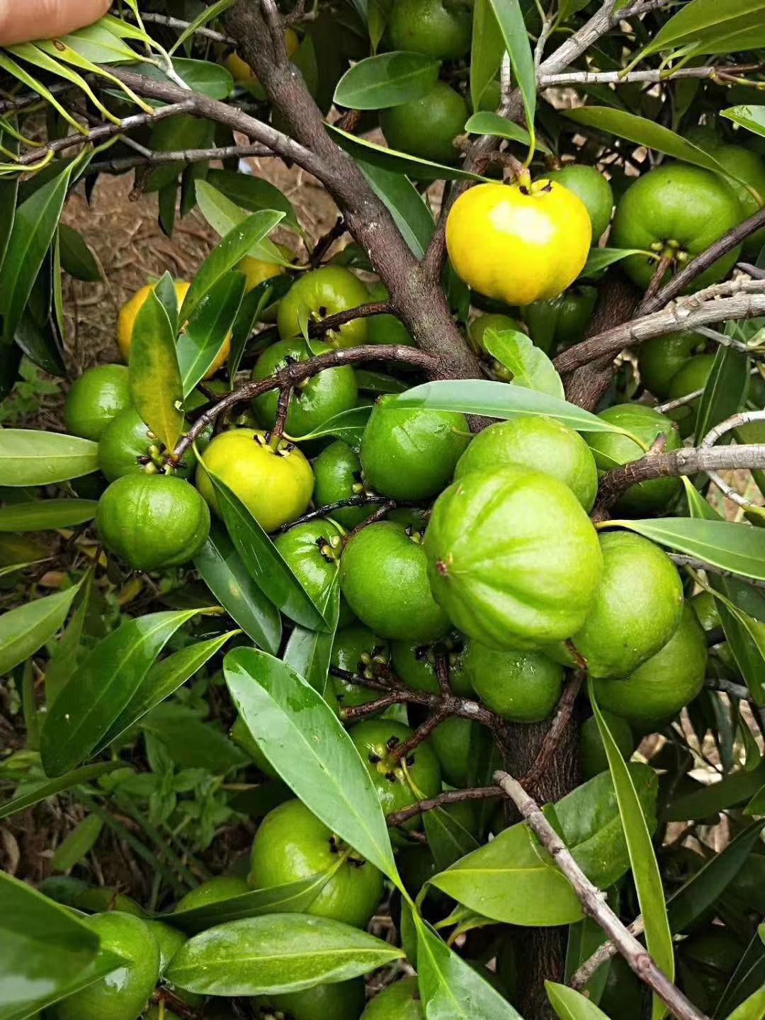 山竹树苗岭南山竹嫁接苗已经结果了