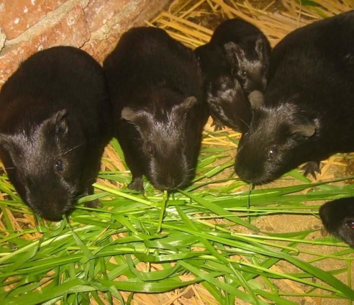 湖南农产品批发采购_湖南农产品供应_湖南农