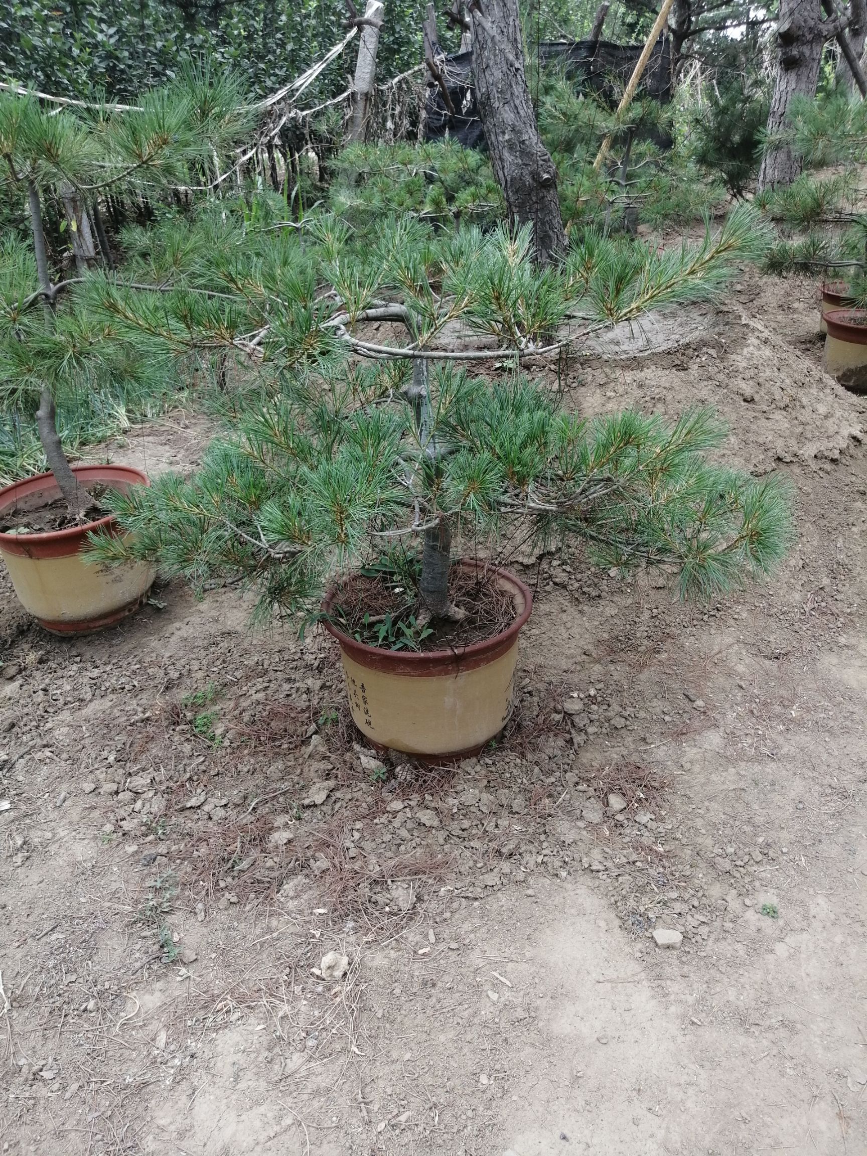 黑松,油松,盆景,树型优美,价格优惠,大量现货,有要的联系我