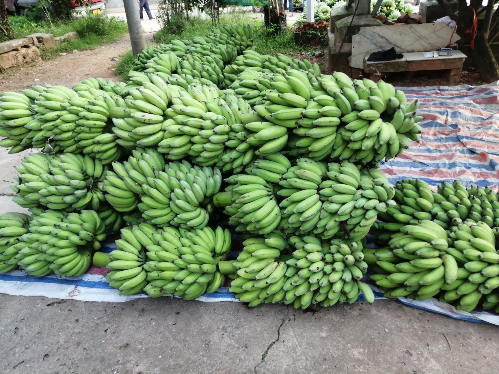 西贡蕉哪里有卖 - 西贡蕉货源 -西贡蕉图片\/价格