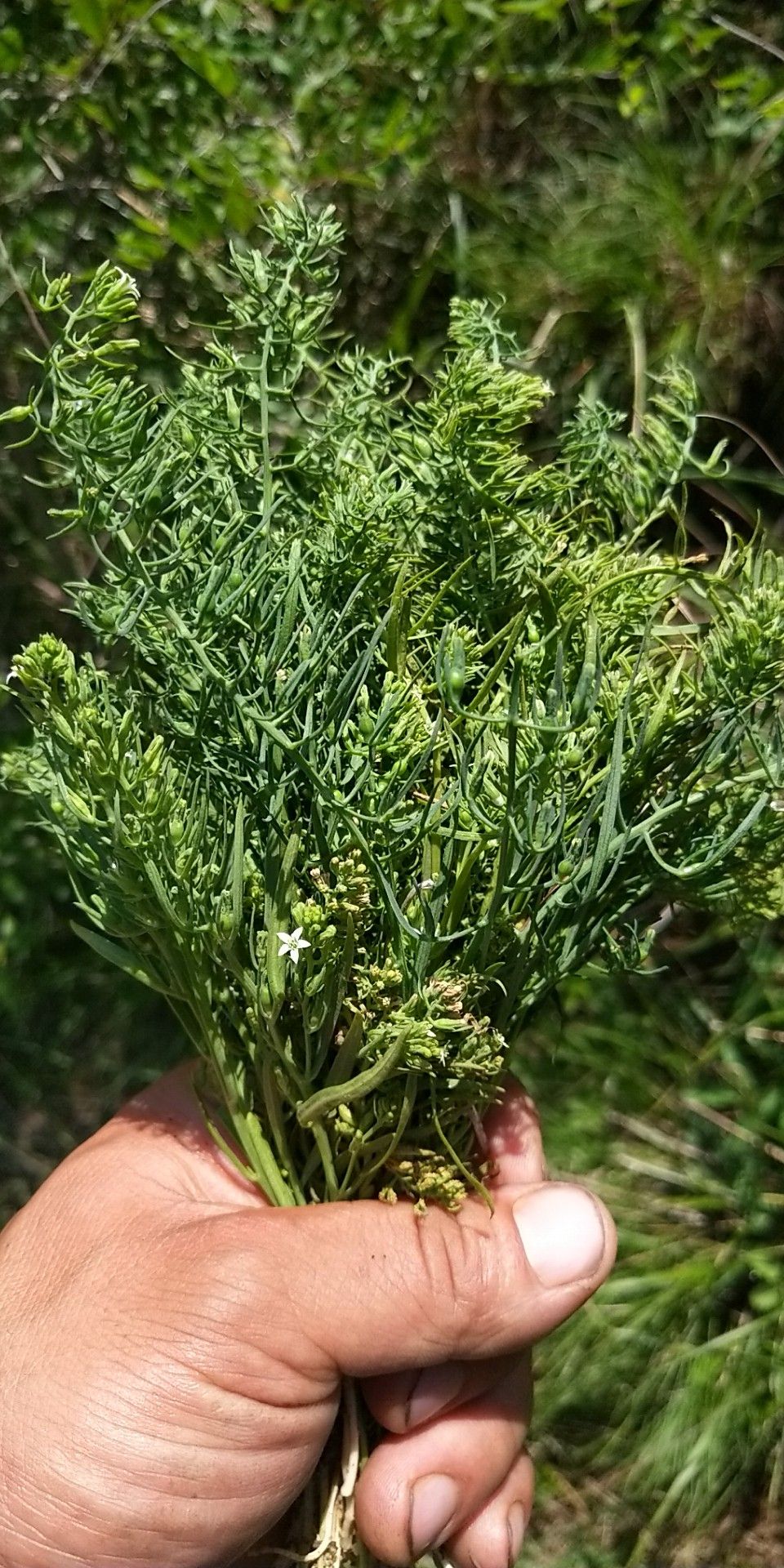 麦黄草 太行山白蕊草
