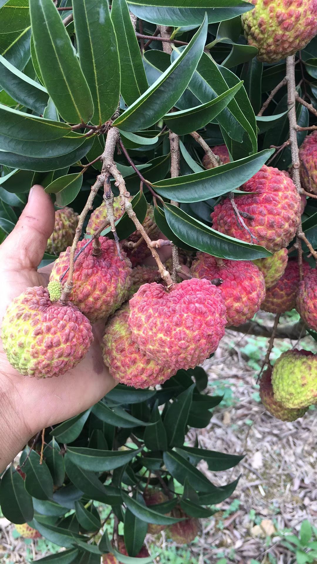 广西钦州灵山县荔枝王苗 最大果的荔枝