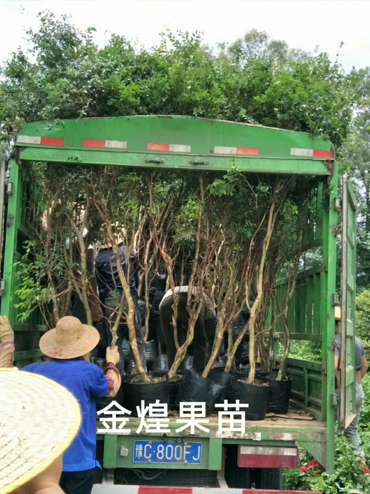 嘉宝果苗想种植树葡萄的联系