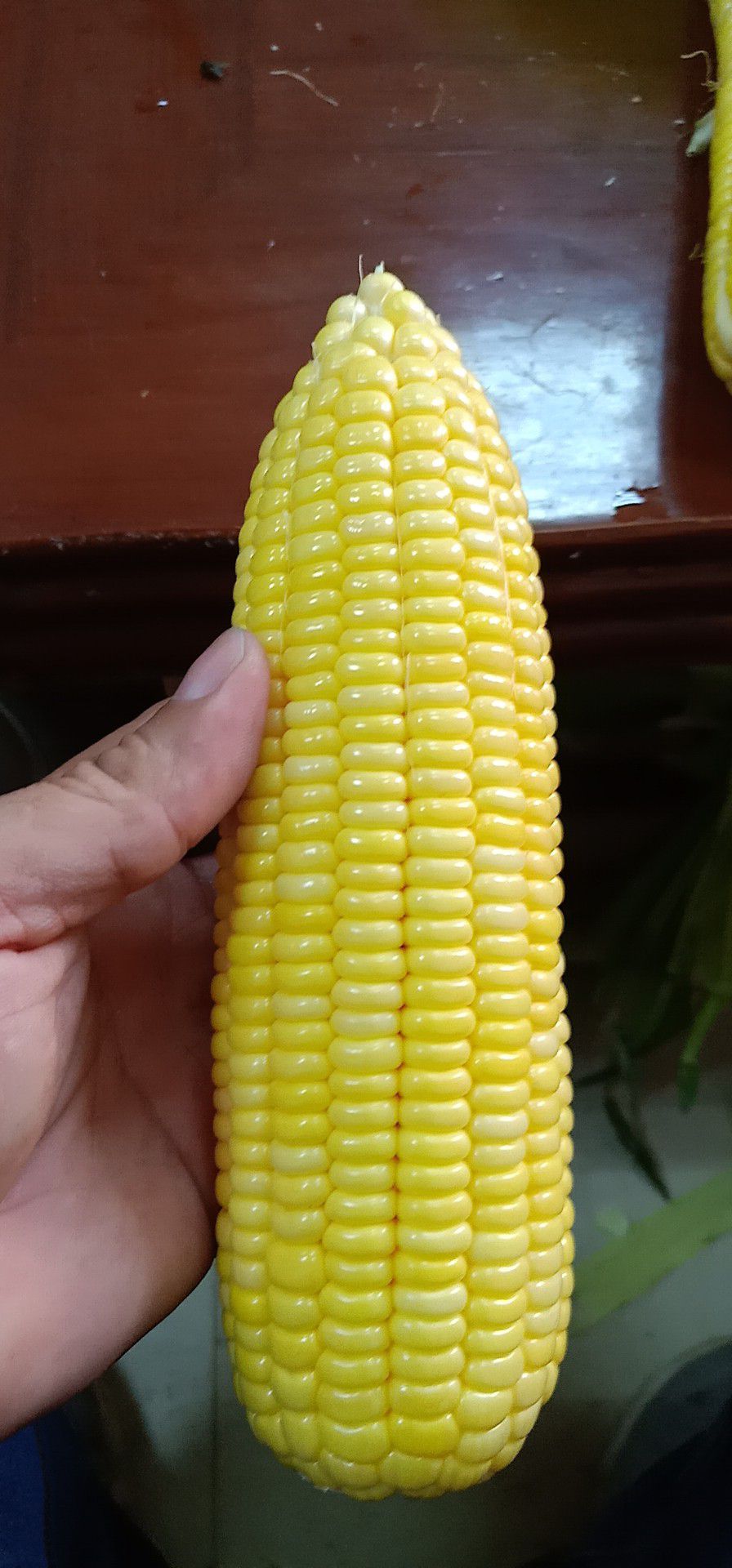 太阳3号玉米 太阳花