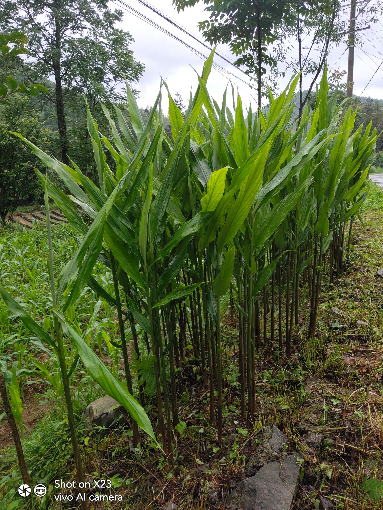 阳荷