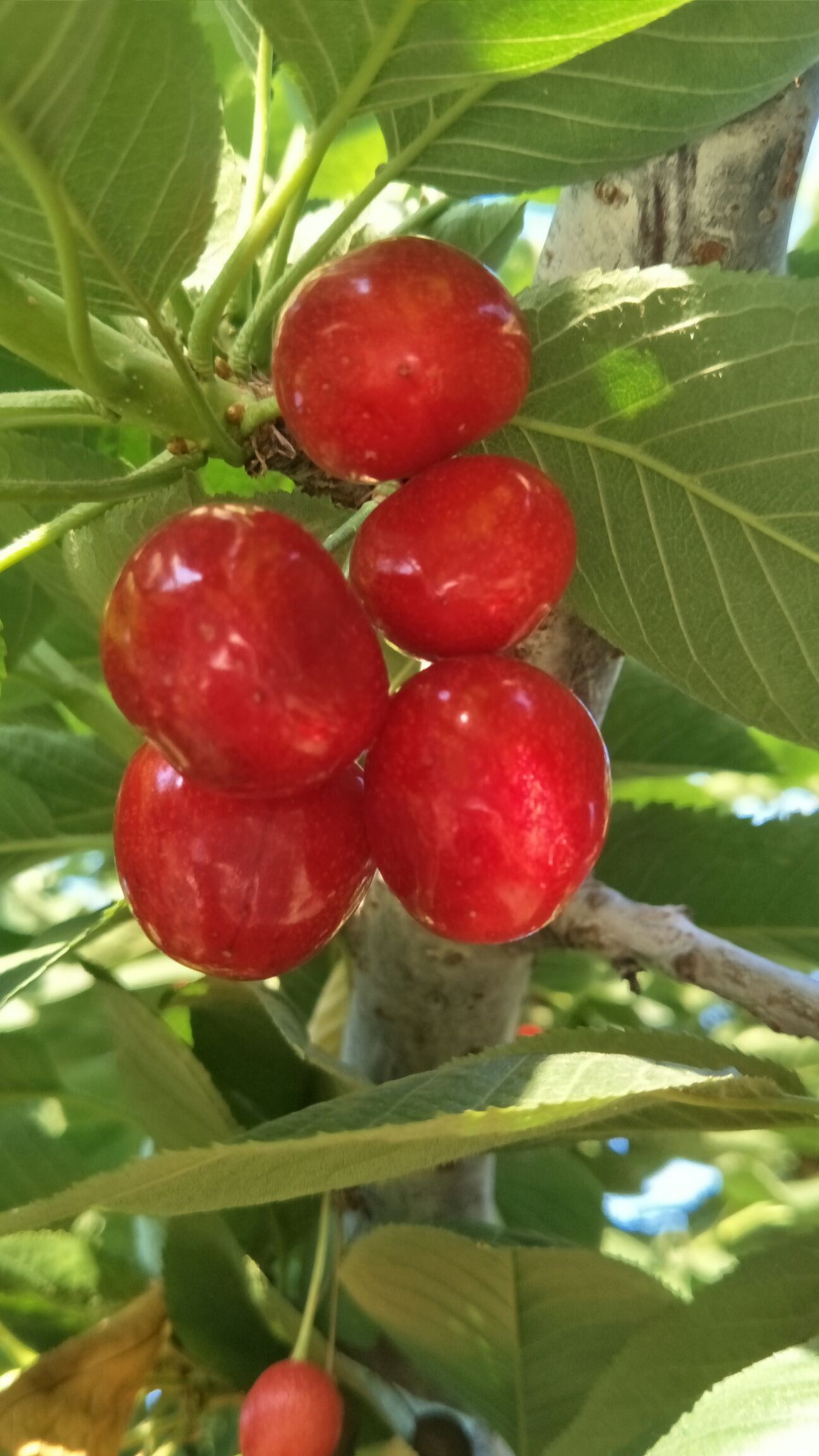 砂蜜豆大樱桃中果