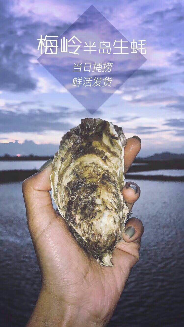商品属性 品种名:福建生蚝 生长环境:海水 规格:一斤10-15只