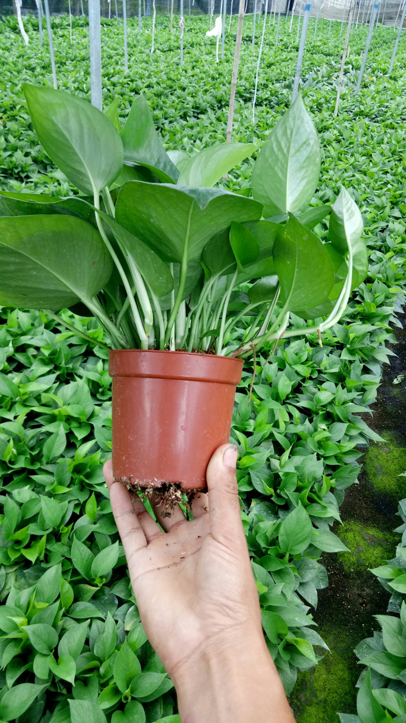 绿萝迷你盆110