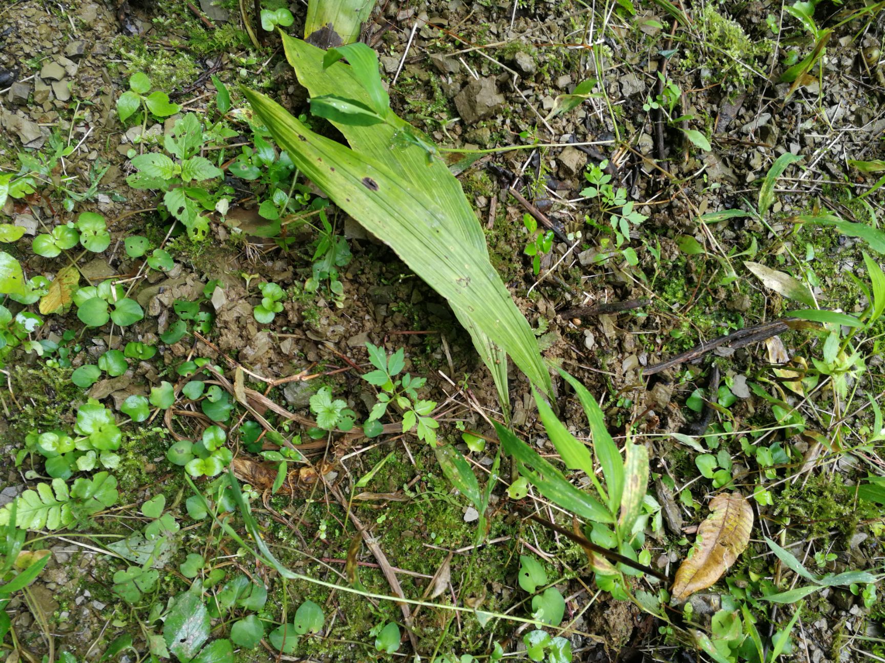 重庆城口山慈菇 野生毛慈菇