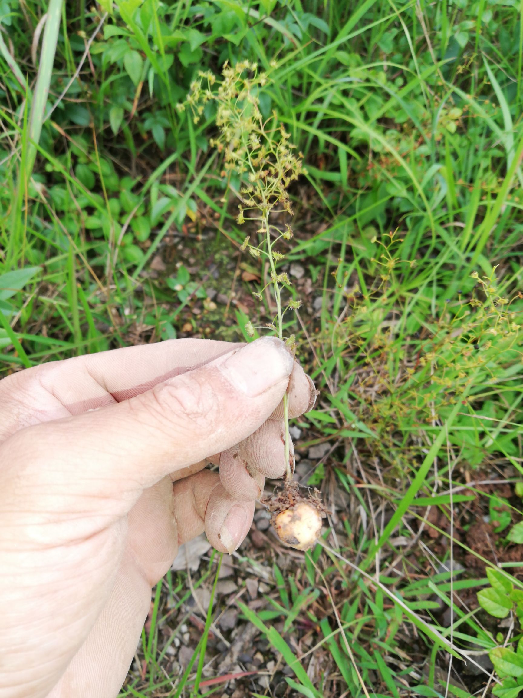 地下明珠 茅膏菜枝叶