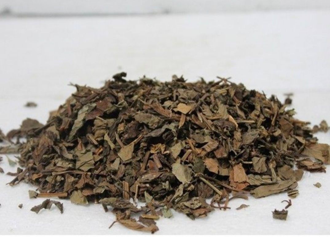 颠茄草 
