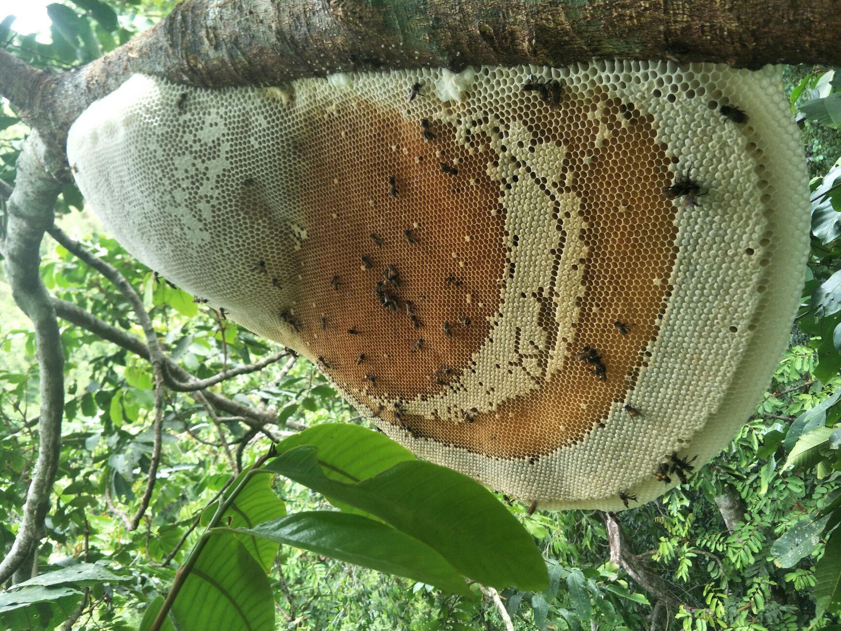 土蜂蜜 大排蜂