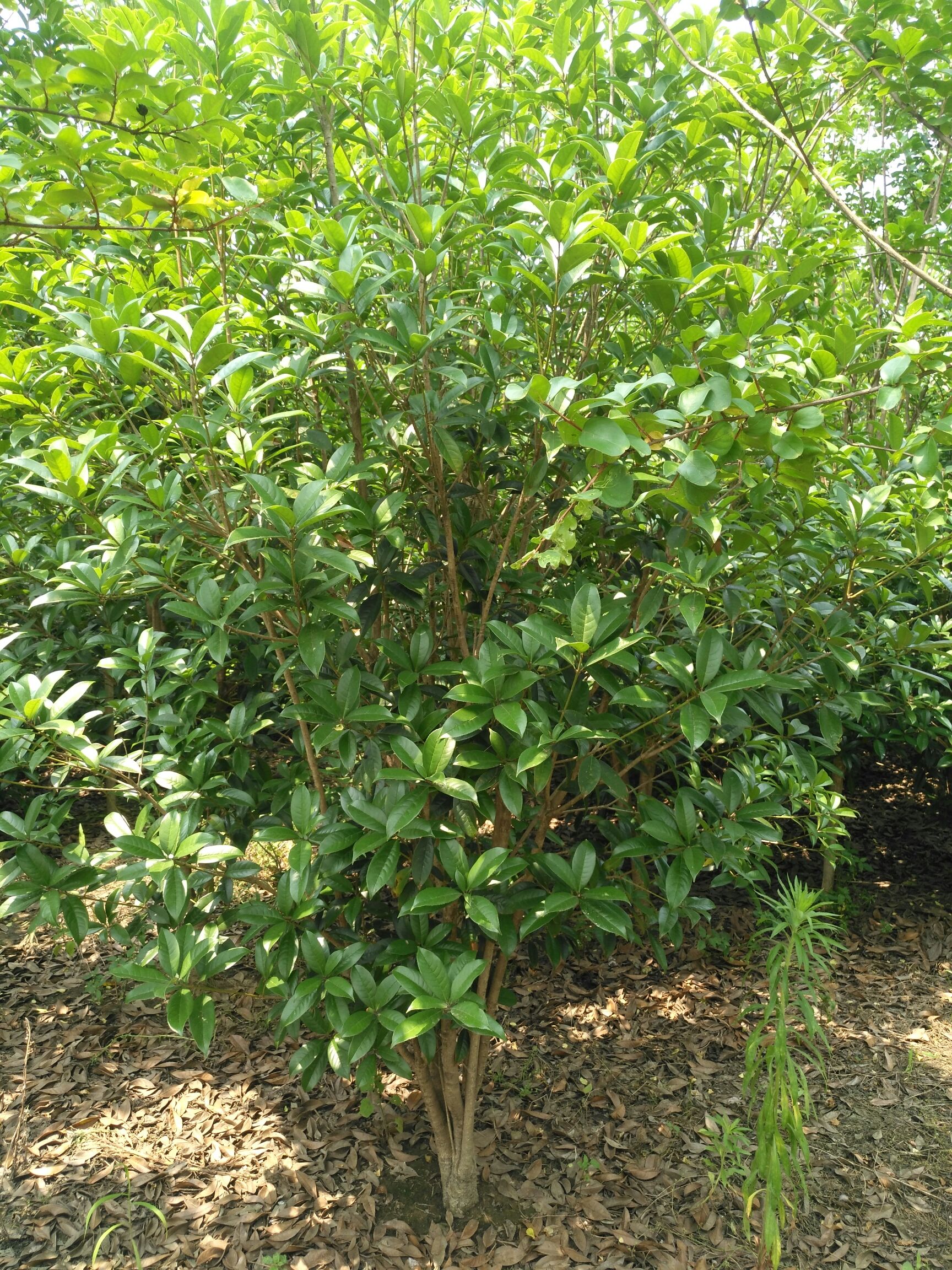 黄金桂花树