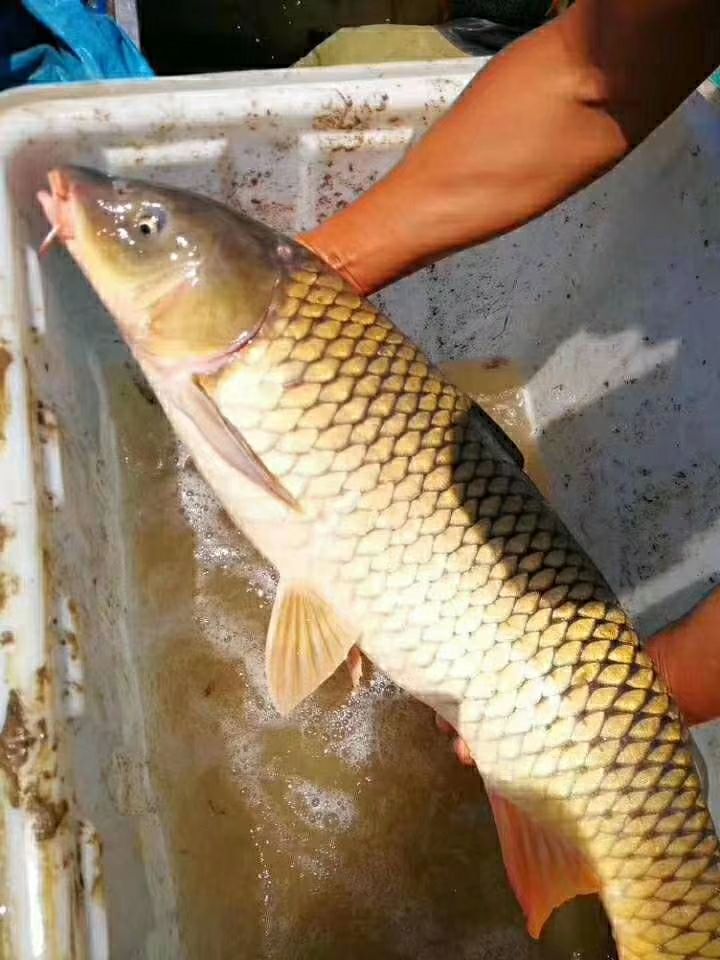河鲤鱼 人工养殖 1-2.5公斤
