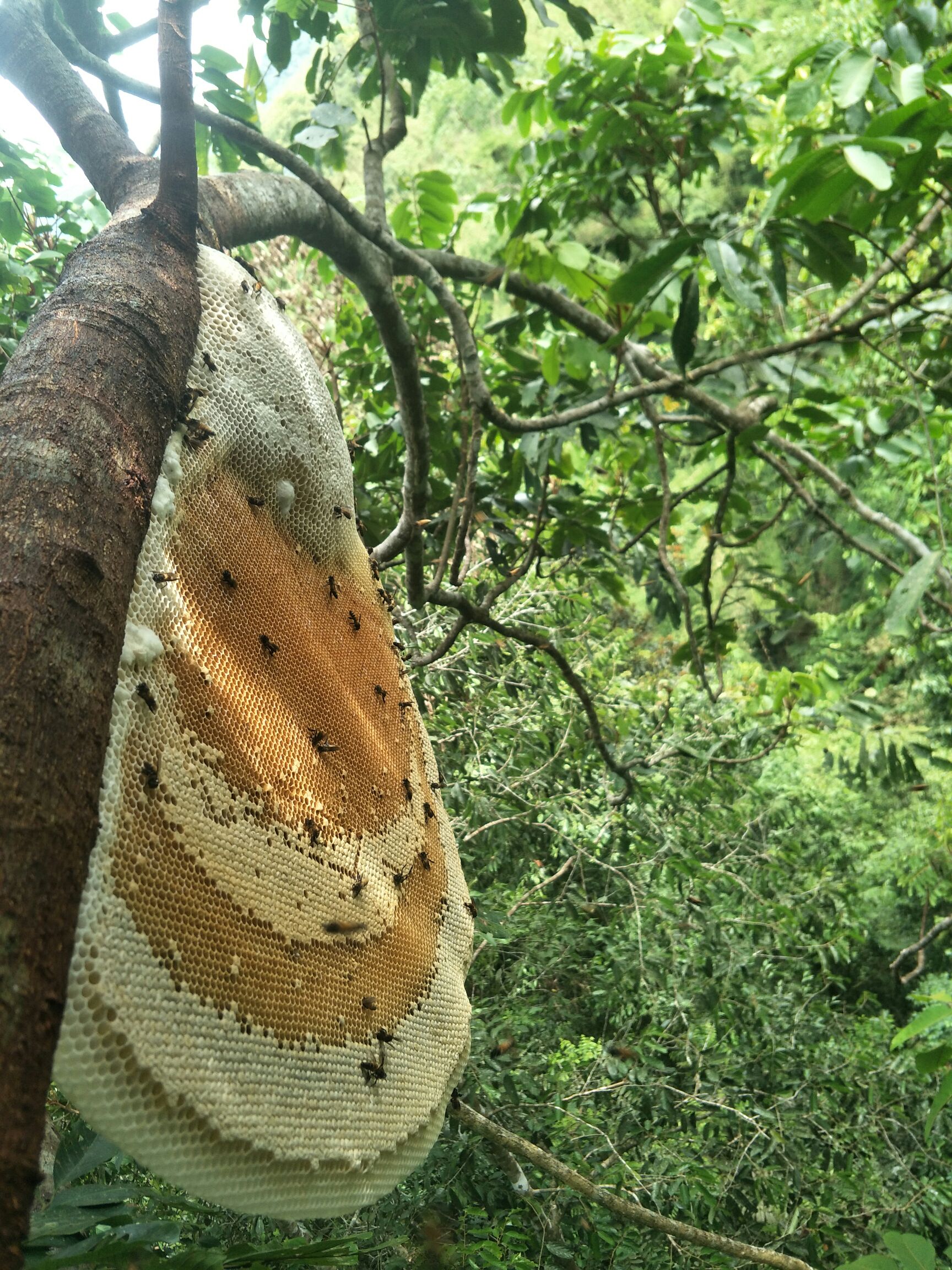 土蜂蜜 大排蜂