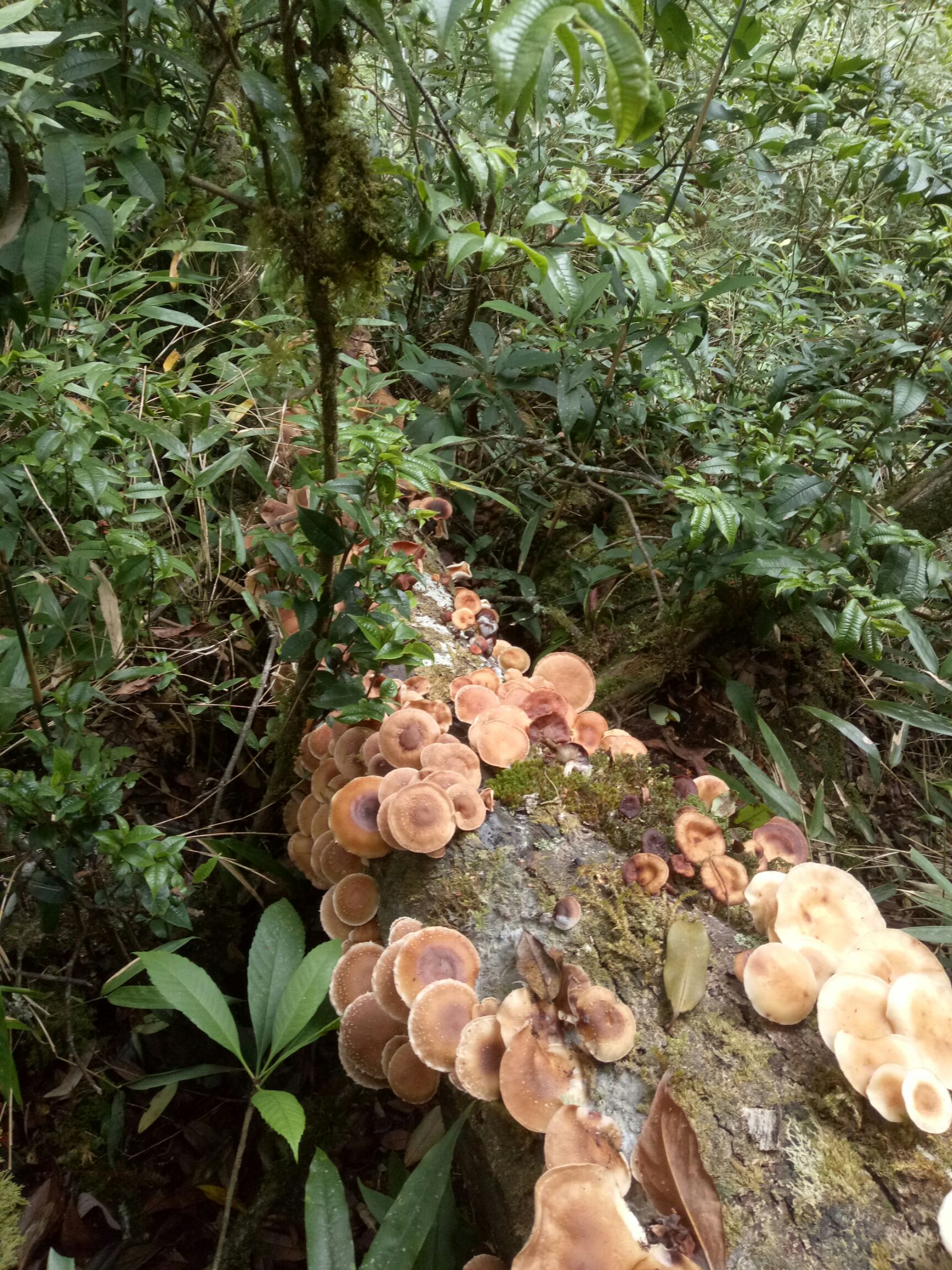 野生香菇