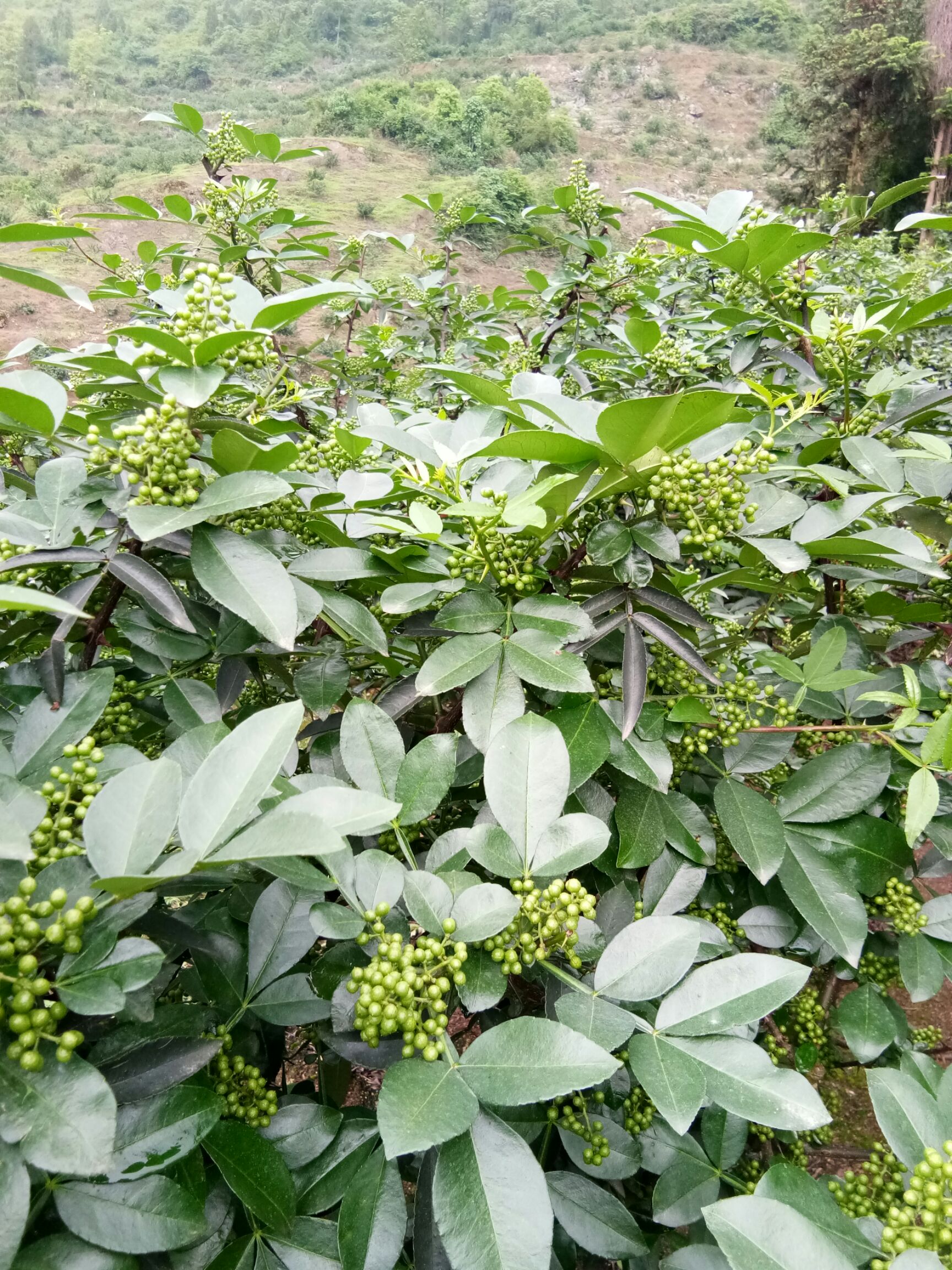九叶青花椒 正品江津九叶青青椒