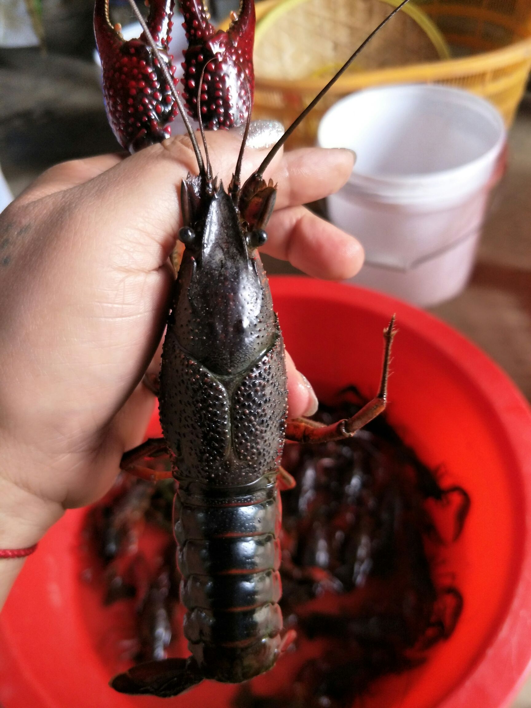 [红壳小龙虾批发]红壳小龙虾 一两以上爆头红虾价格36