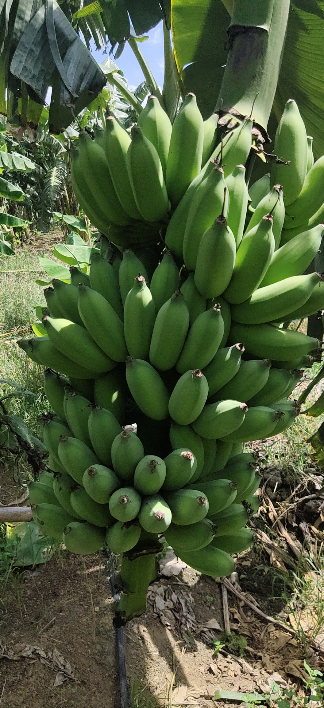 西贡蕉哪里有卖 - 西贡蕉货源 -西贡蕉图片\/价格