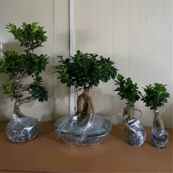 [人参榕树盆景批发]人参榕树盆景 榕树盆栽 人参