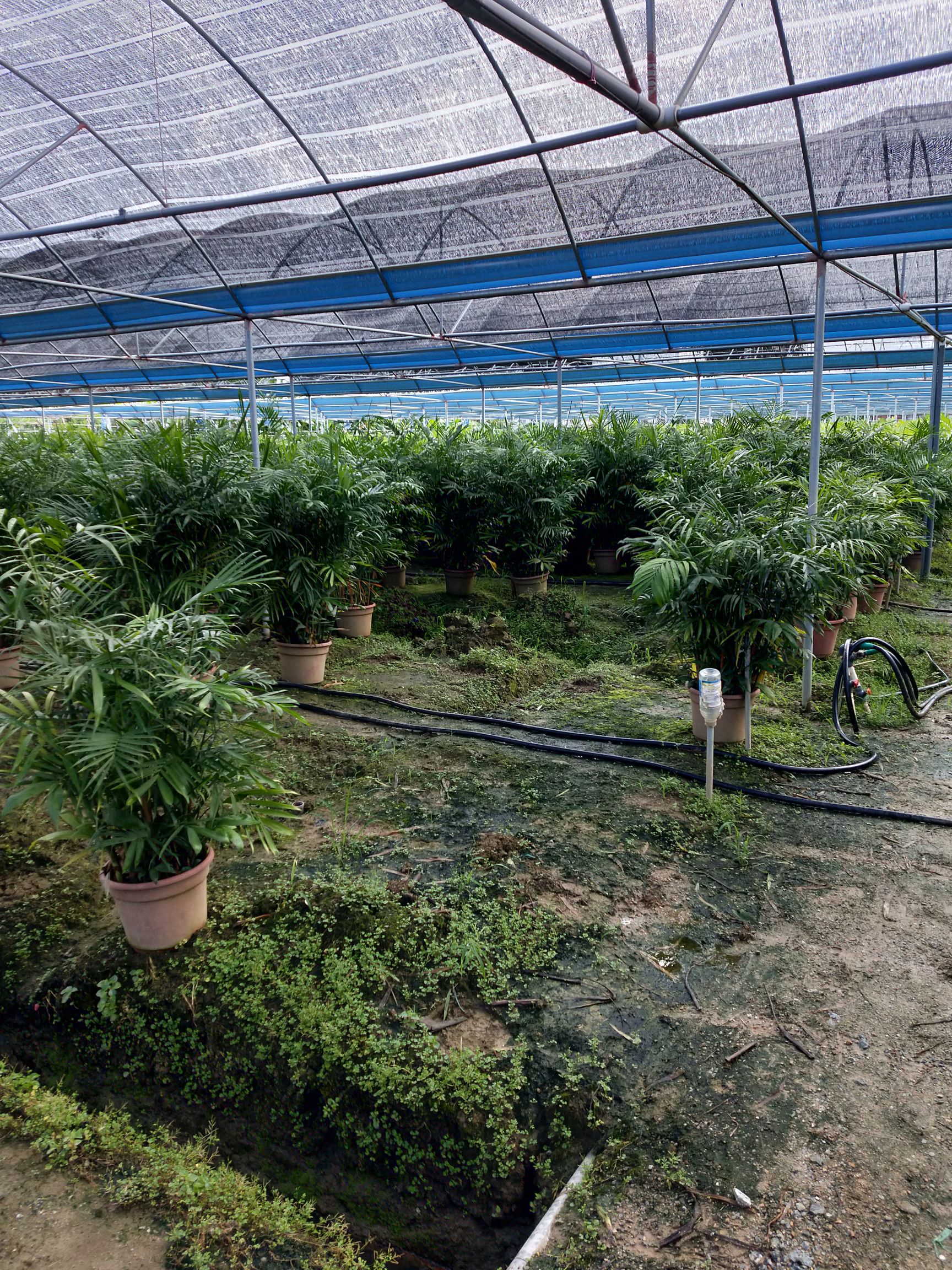 夏威夷椰子盆栽 广州夏威夷竹自己基地种植需要联系