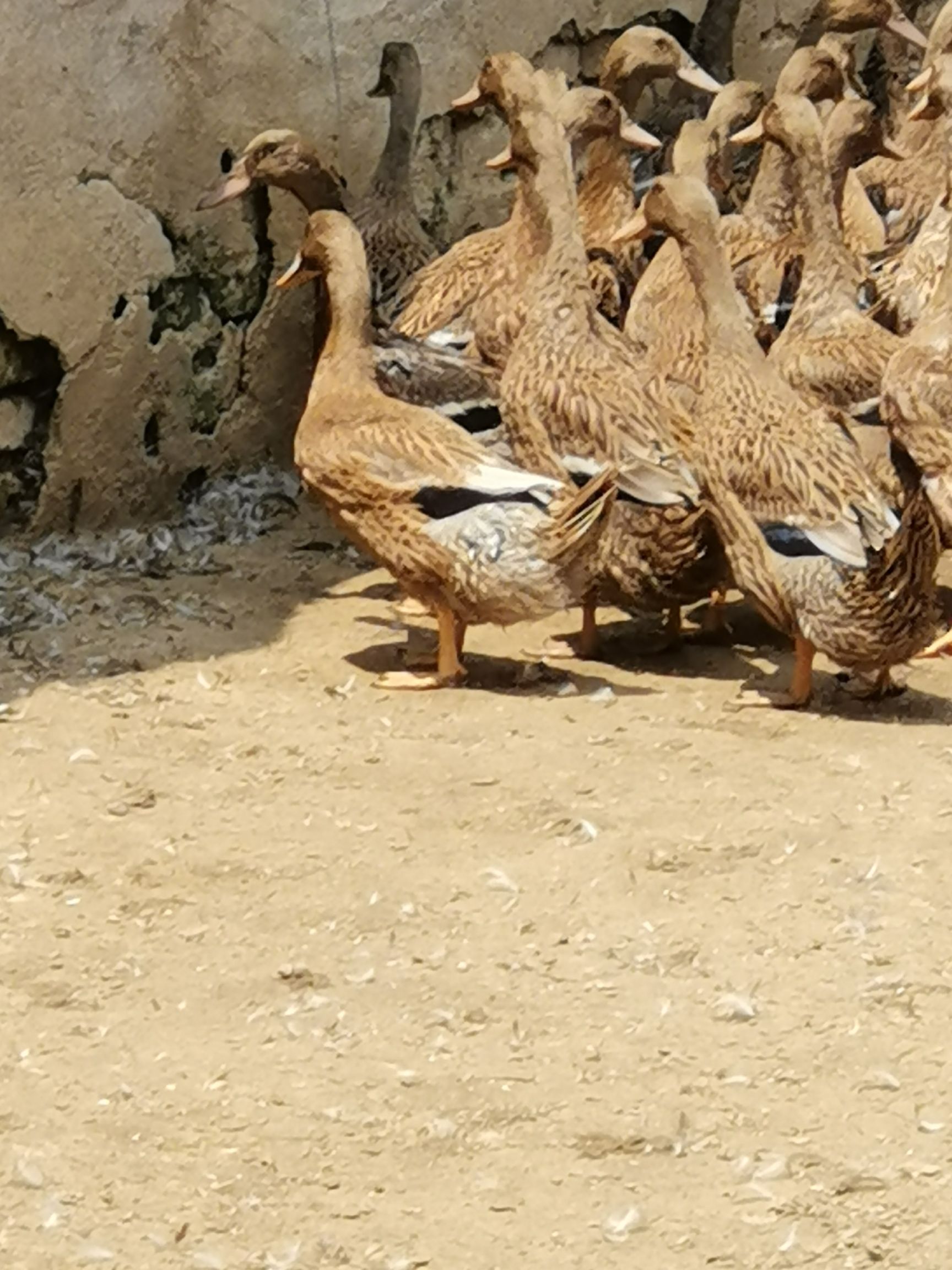 [绍鸭批发 一百多天白脖鸭,需要的老板联系吧,价格美丽价格25元/只