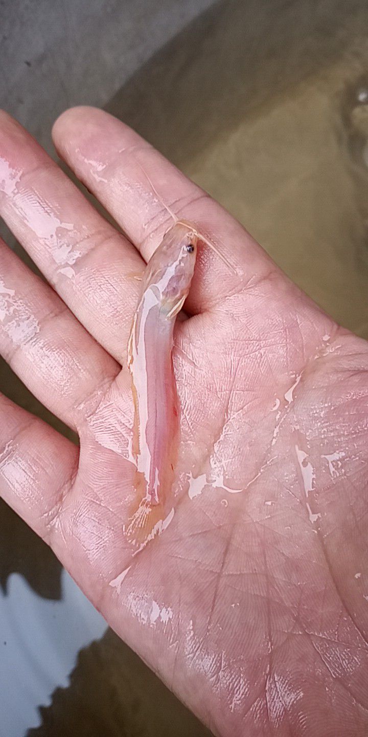 [鲶鱼苗批发]鲶鱼苗价格1元\/尾 2000尾起批