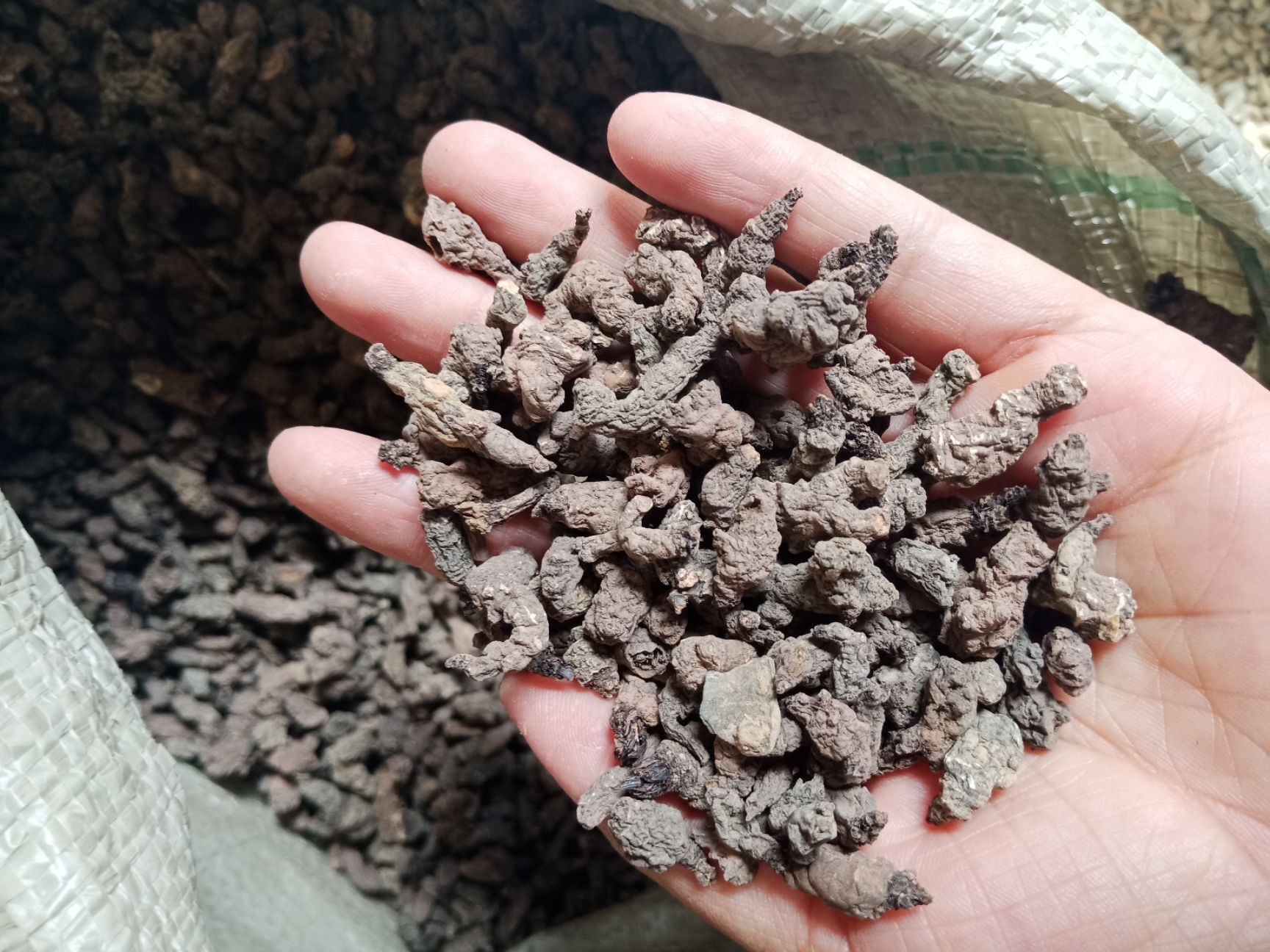 天葵子冷背天葵子无硫正品新货中药材