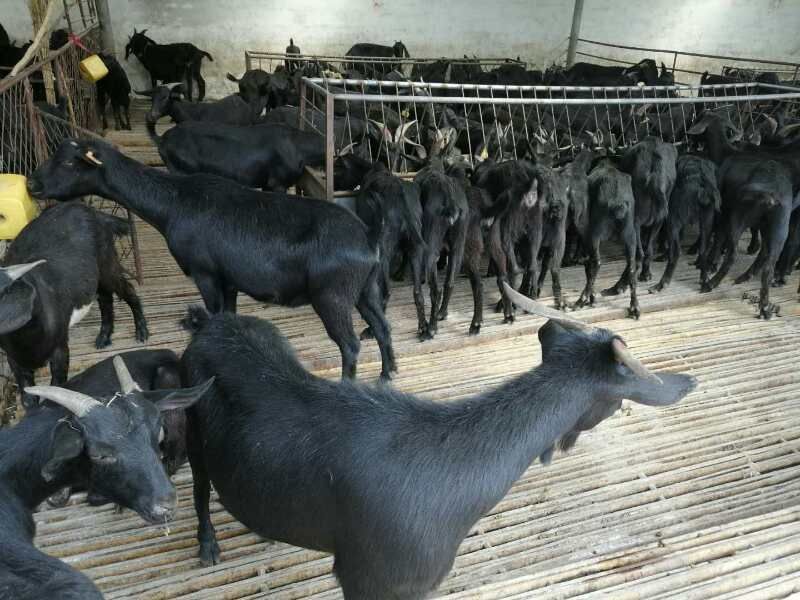 萨能黑山羊 110-140斤