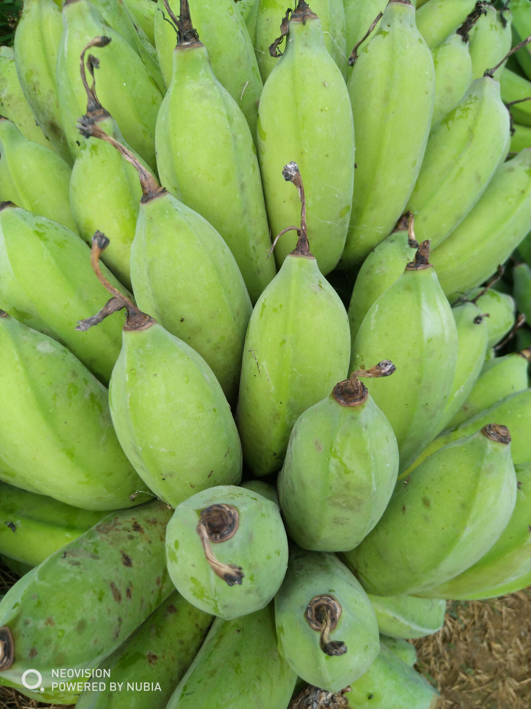 西贡蕉哪里有卖 - 西贡蕉货源 -西贡蕉图片\/价格