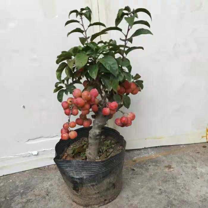 矮化冬红果 海棠苗